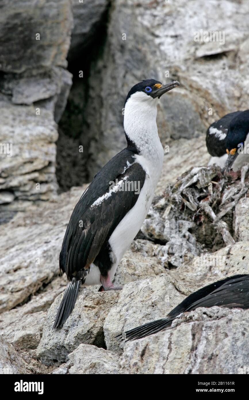 Scories antarctiques (Phalacrocorax sansfieldensis, Leucocarbo sansfieldensis), sur la côte rocheuse de l'Antarctique Banque D'Images