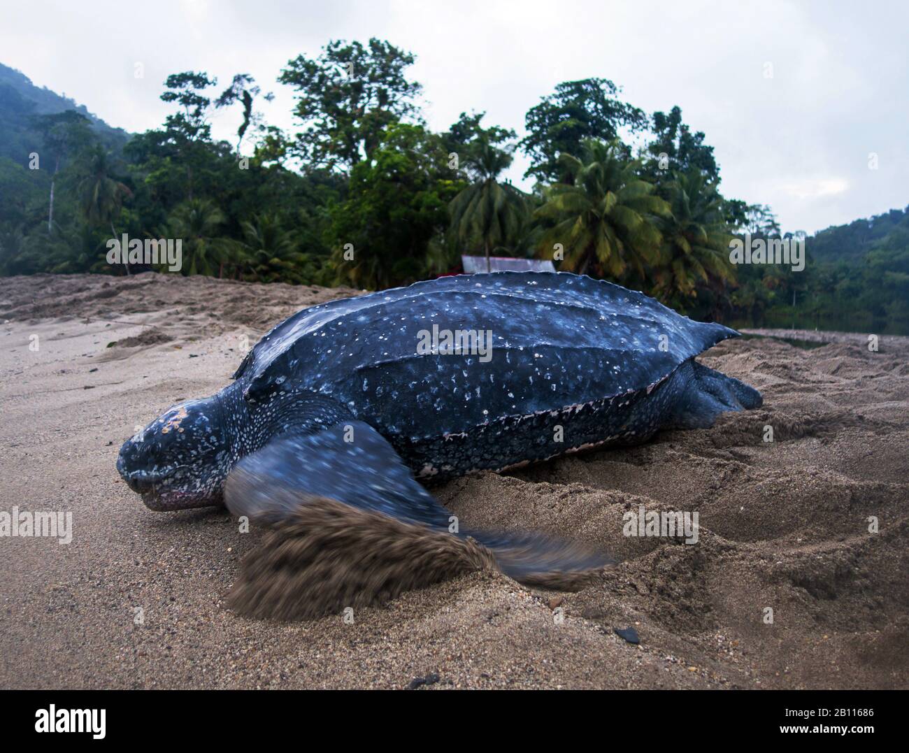Tortue de mer luth, tortue luth, tortue luth (Dermochelys coriandre), plus grande tortue vivante, sur la plage, Trinité-et-Tobago, Trinité-et-Tobago Banque D'Images