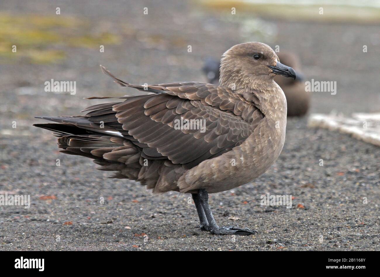 South Polar Skua (Stercorarius maccormicki), se trouve sur la plage, en Antarctique Banque D'Images