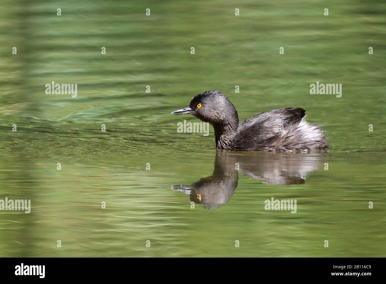 Le moins grèbe (Podiceps dominicus, Achybaptus dominicus), nageant avec image miroir, Cuba Banque D'Images