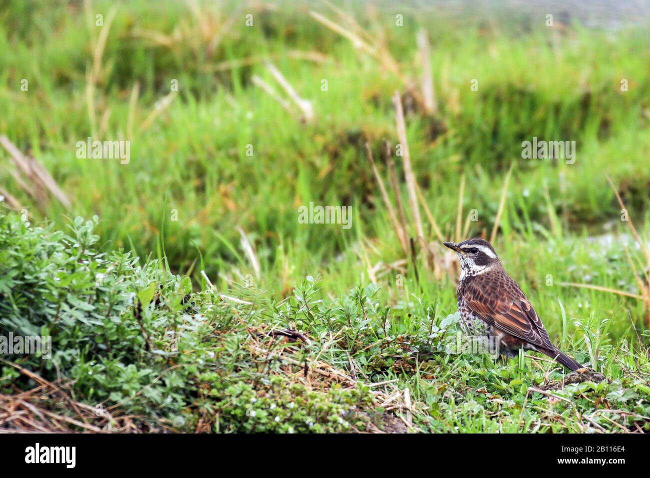 Dusky Thrush (Turdus eunomus), se trouve sur le terrain, Japon, Kyushu Banque D'Images Dusky Thrush (Turdus eunomus), se trouve sur le terrain, Japon, Kyushu Banque D'Images