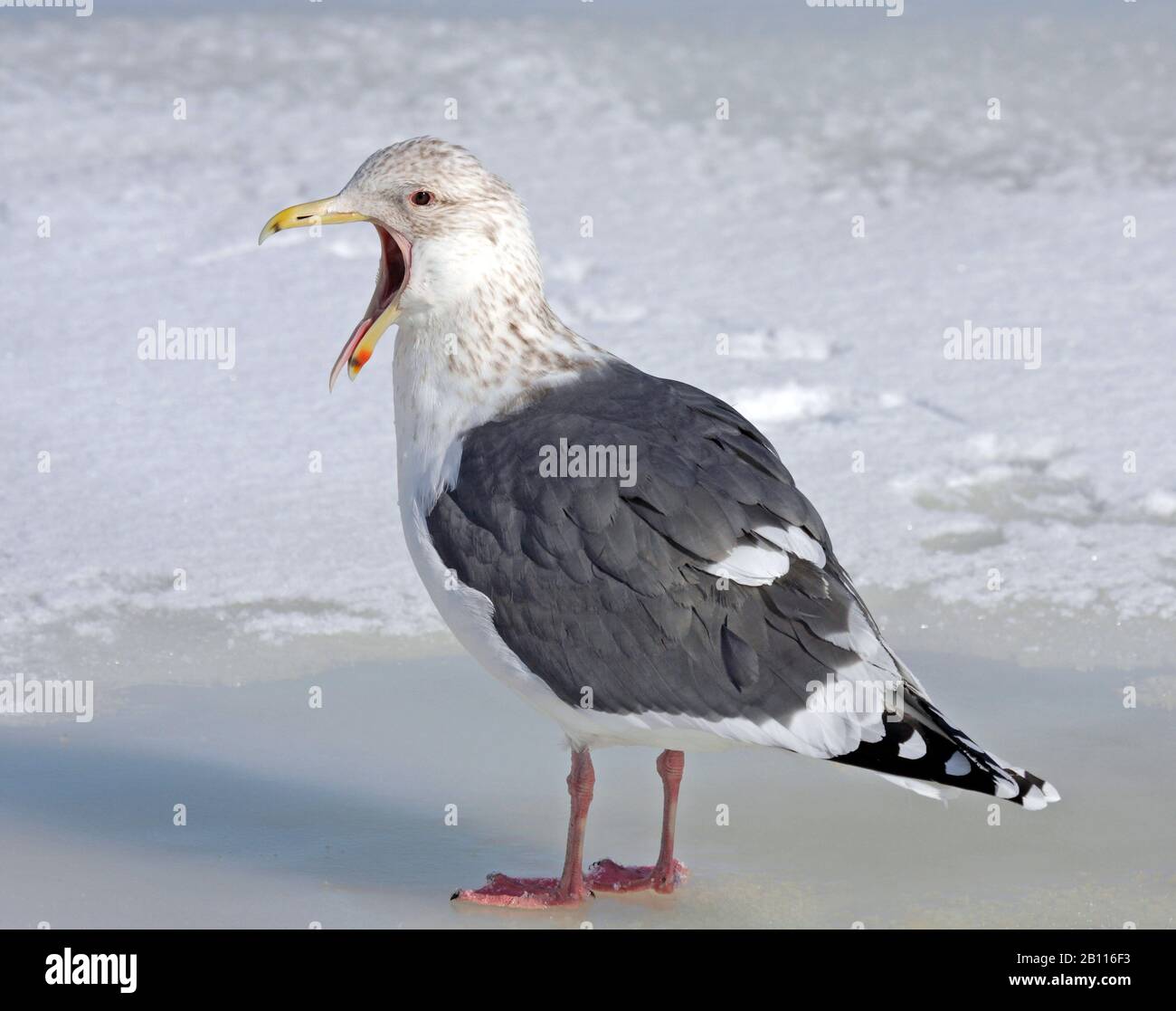 Goéland à dos de laty (Larus schistisagus), yawns, Japon Banque D'Images Goéland à dos de laty (Larus schistisagus), yawns, Japon Banque D'Images