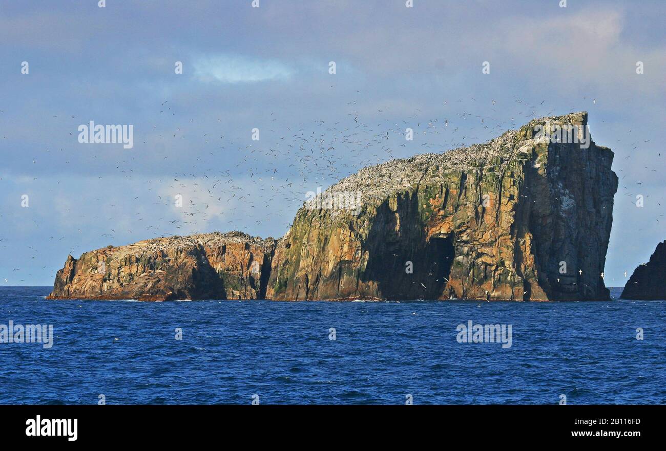 Colonie d'oiseaux de mer aux îles Bounty, Nouvelle-Zélande Banque D'Images