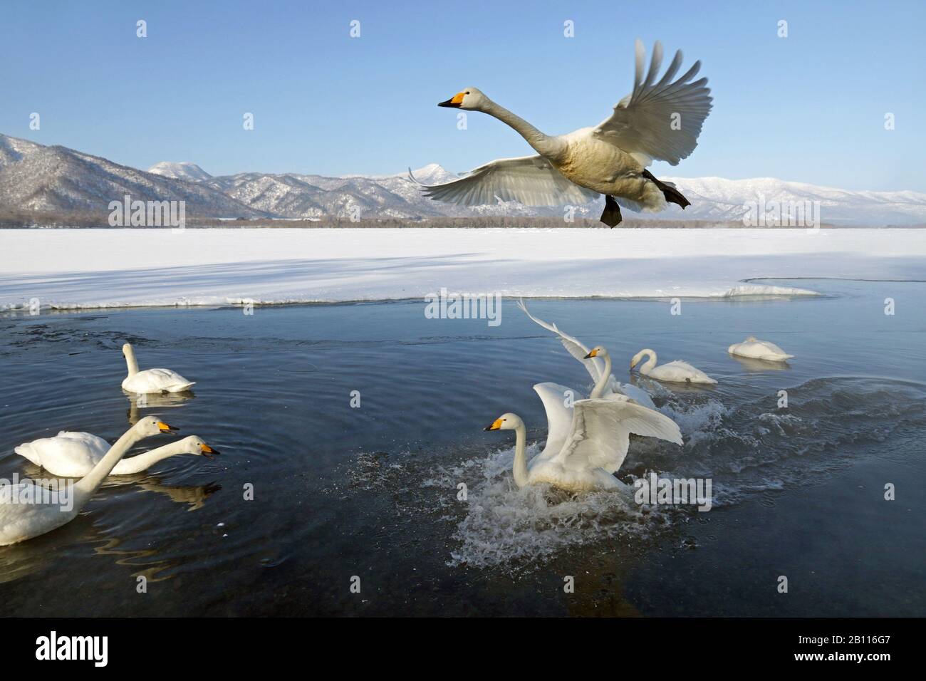Cygnus cygnus (Cygnus cygnus), atterrissage en groupe dans l'eau, Japon, Hokkaido, Kushiro Banque D'Images Cygnus cygnus (Cygnus cygnus), atterrissage en groupe dans l'eau, Japon, Hokkaido, Kushiro Banque D'Images
