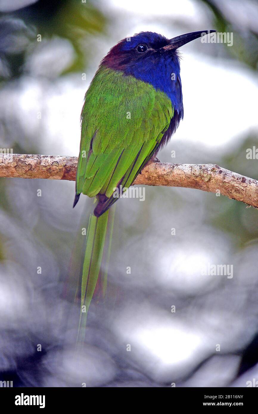 Sulawesi a élevé un batteur d'abeilles (Meropogon forsteni), perché dans la forêt tropicale de Sulawesi, Indonésie, Sulawesi Banque D'Images