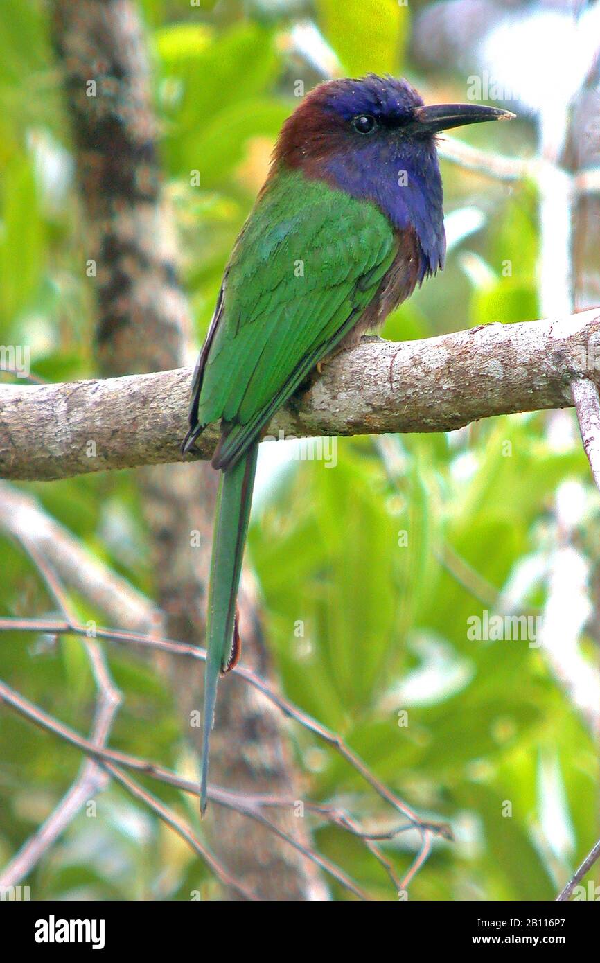Sulawesi a élevé un batteur d'abeilles (Meropogon forsteni), perché dans la forêt tropicale de Sulawesi, Indonésie, Sulawesi Banque D'Images