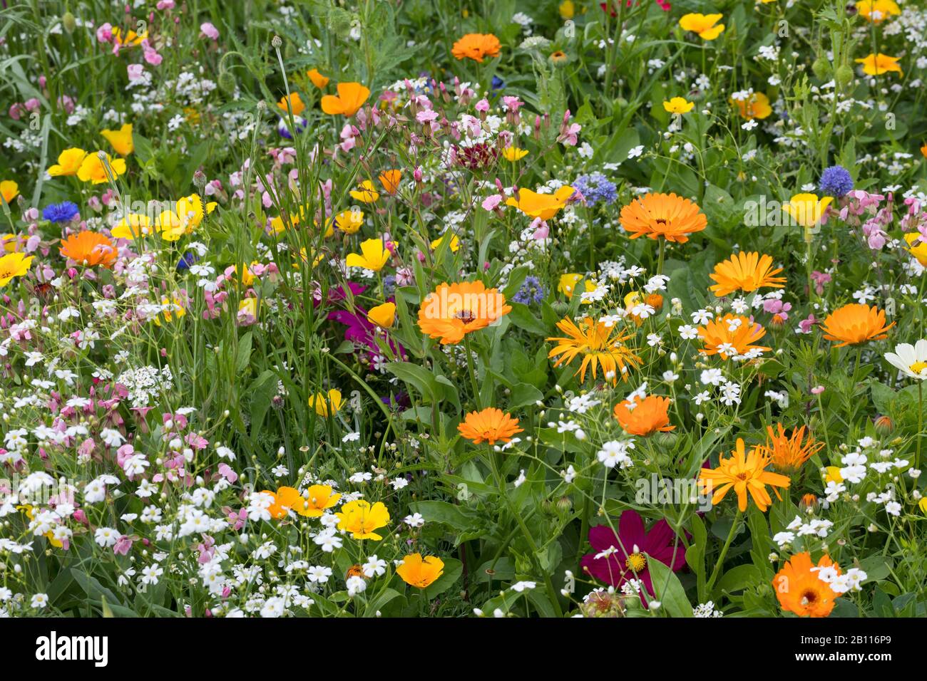 Prairie de fleurs sauvages, Allemagne Banque D'Images