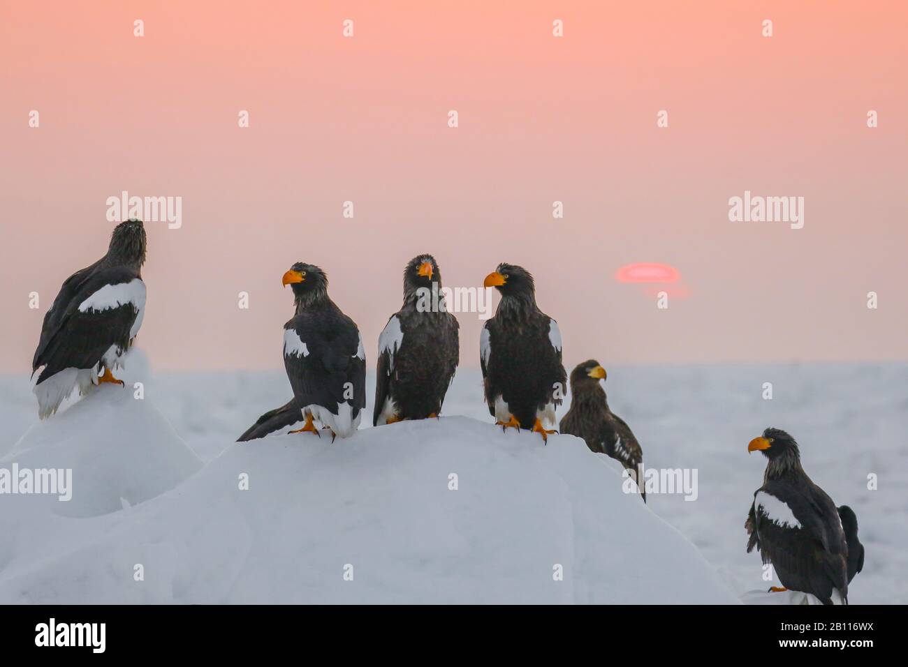 L'aigle de mer de Stellers (Haliaetus pelagicus), groupe dans la neige, Japon, Hokkaido Banque D'Images L'aigle de mer de Stellers (Haliaetus pelagicus), groupe dans la neige, Japon, Hokkaido Banque D'Images