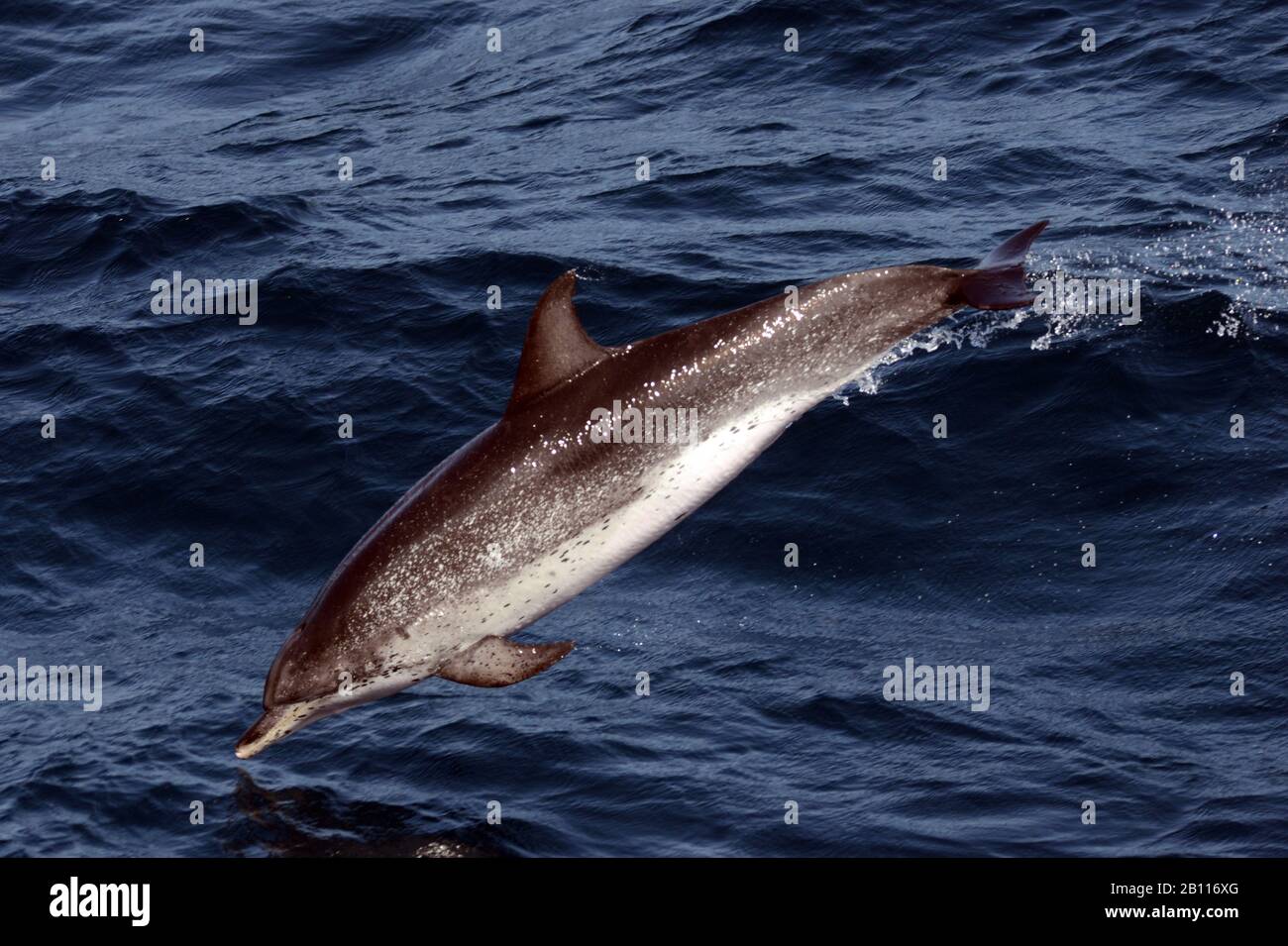 Dauphin à pois de l'Atlantique (Stenella frontalis), saute de la mer, Cap-Vert Banque D'Images