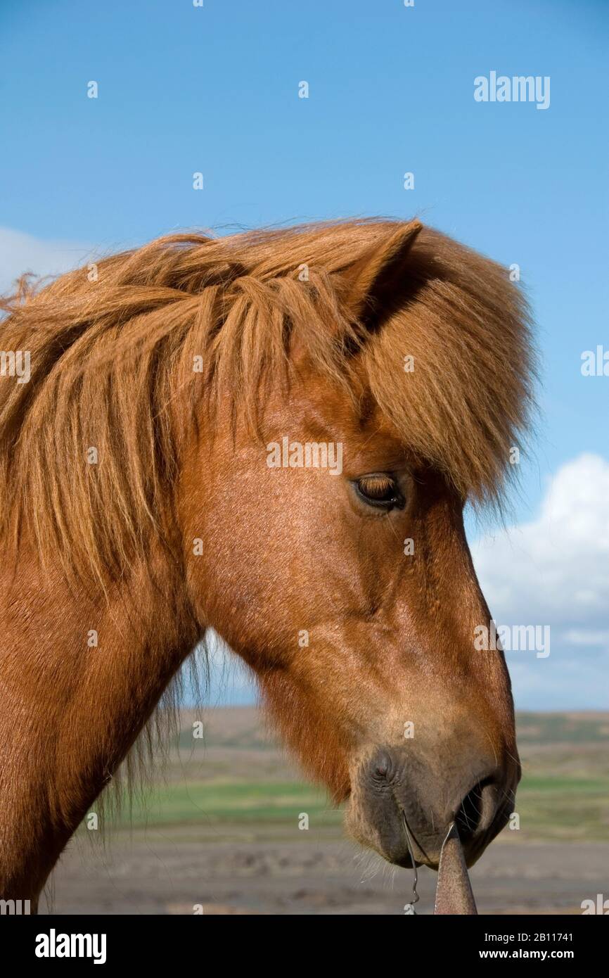 Islandic Horse, cheval islandais, Islande pony (Equus przewalskii f. caballus), portrait, Islande Banque D'Images