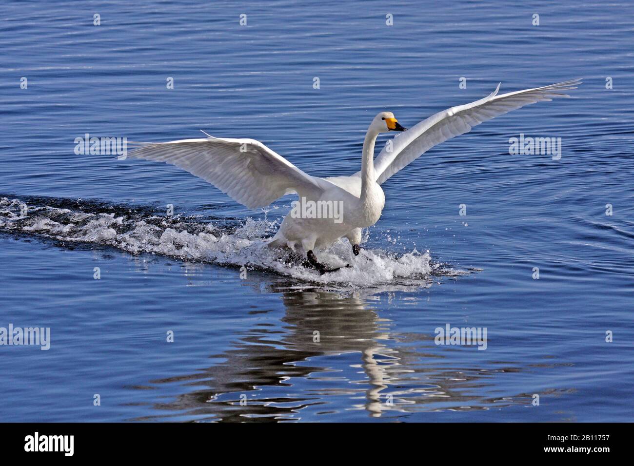 Cygnus cygnus (Cygnus cygnus), atterrissage dans l'eau, Japon, Hokkaido Banque D'Images Cygnus cygnus (Cygnus cygnus), atterrissage dans l'eau, Japon, Hokkaido Banque D'Images