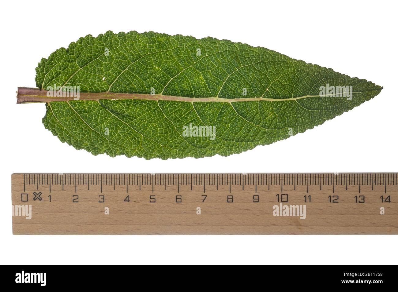 Trèfle de prairie, sauge de prairie (Salvia pratensis), feuille de sauge, découpe avec règle, Allemagne Banque D'Images