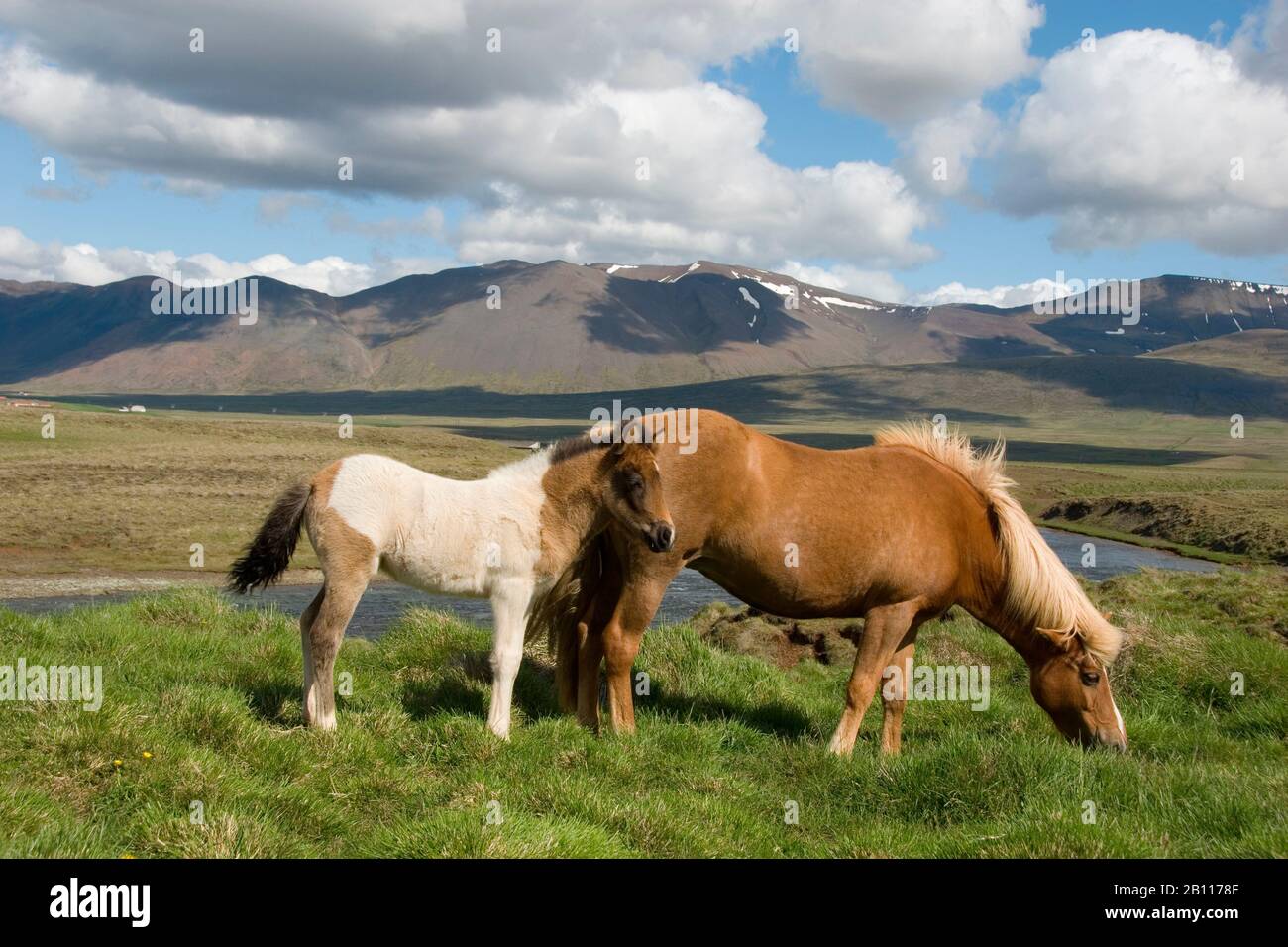 Cheval islandique, cheval islandais, poney islandais (Equus przewalskii F. cavallus), mare avec foal, Islande Banque D'Images
