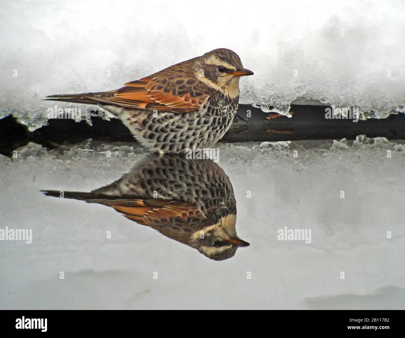 Dusky Thrush (Turdus eunomus), avec image miroir, Japon Banque D'Images Dusky Thrush (Turdus eunomus), avec image miroir, Japon Banque D'Images