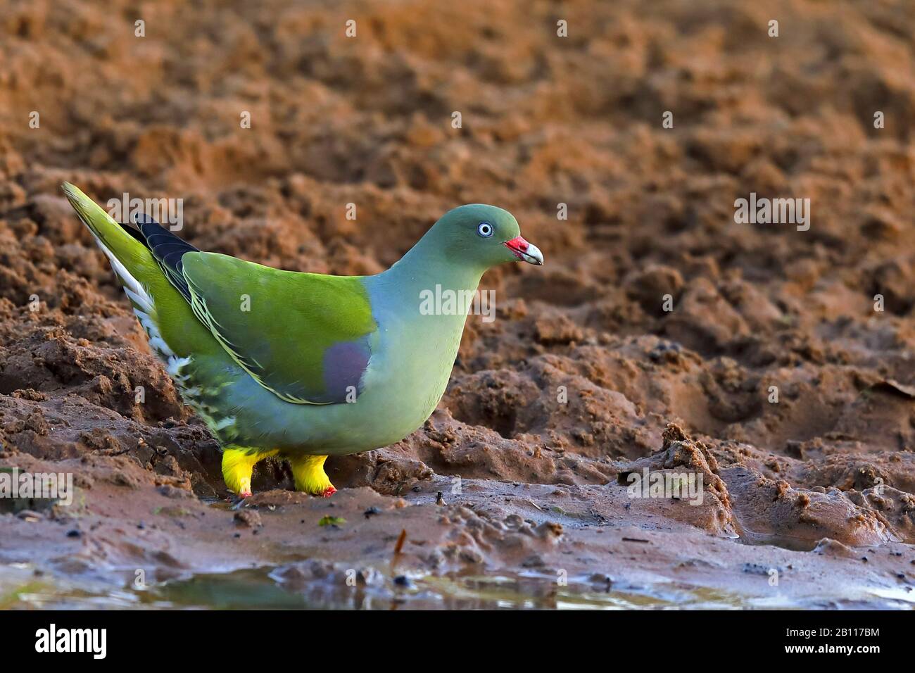Pigeon vert africain (Treron calva), dans un trou d'eau, Afrique du Sud, KwaZulu-Natal, Mkhuze Game Reserve Banque D'Images