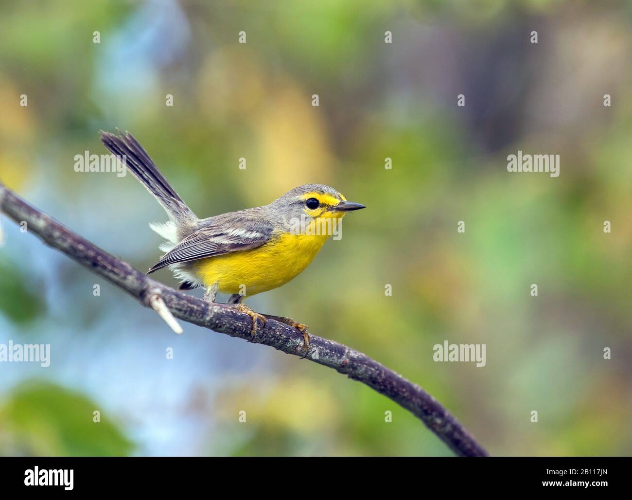 La paruline de Barbuda (Setophaga subita), une espèce endémique d'oiseaux de l'île de Barbuda, d'Antigua-et-Barbuda Banque D'Images