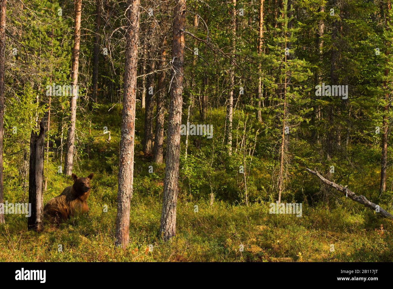 Ours brun européen (Ursus arctos arctos), se trouve dans la forêt, en Finlande Banque D'Images