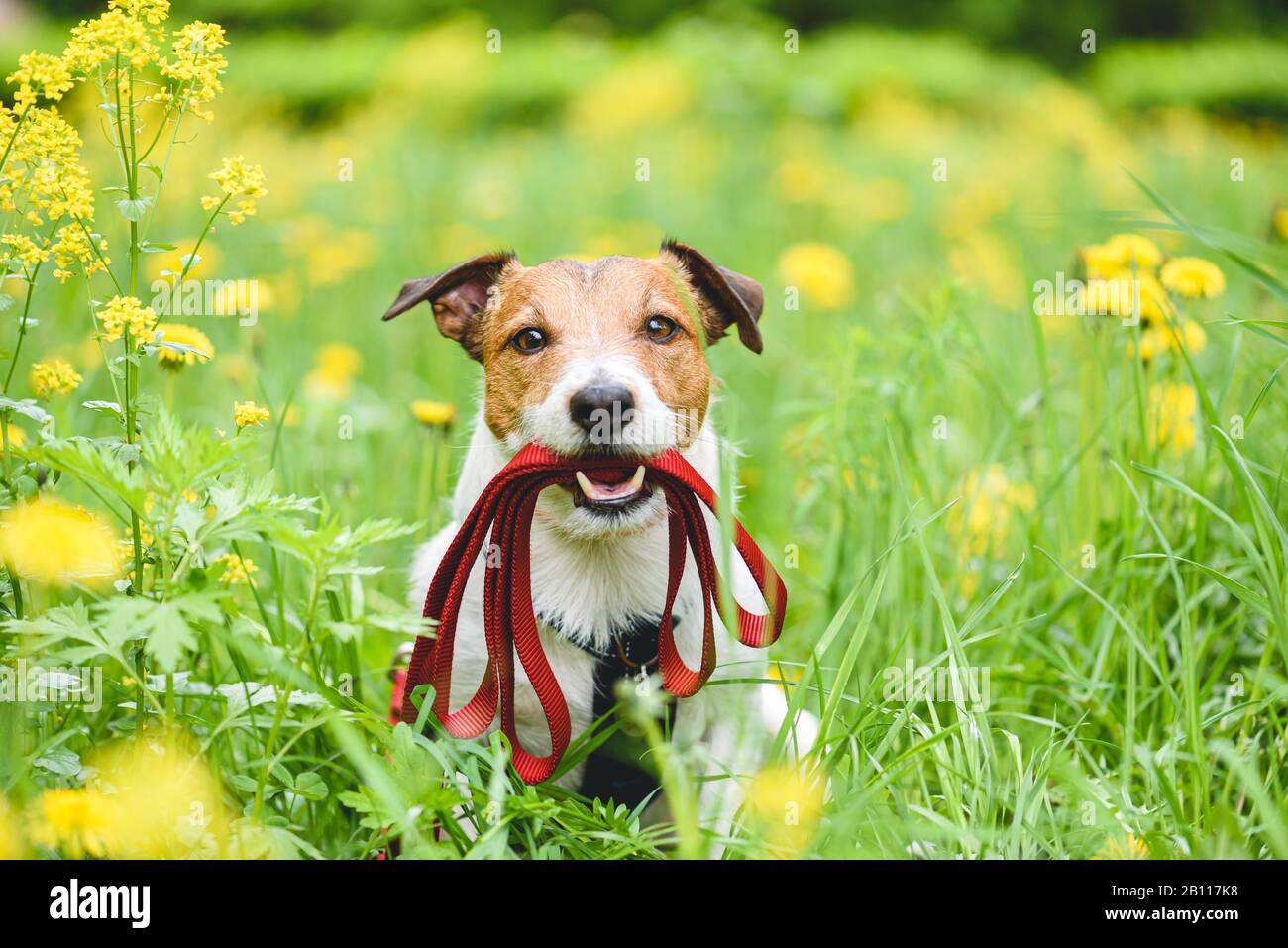 Concept de saison de printemps avec un chien tenant la laisse dans la bouche invitant à aller pour marcher en plein air Banque D'Images