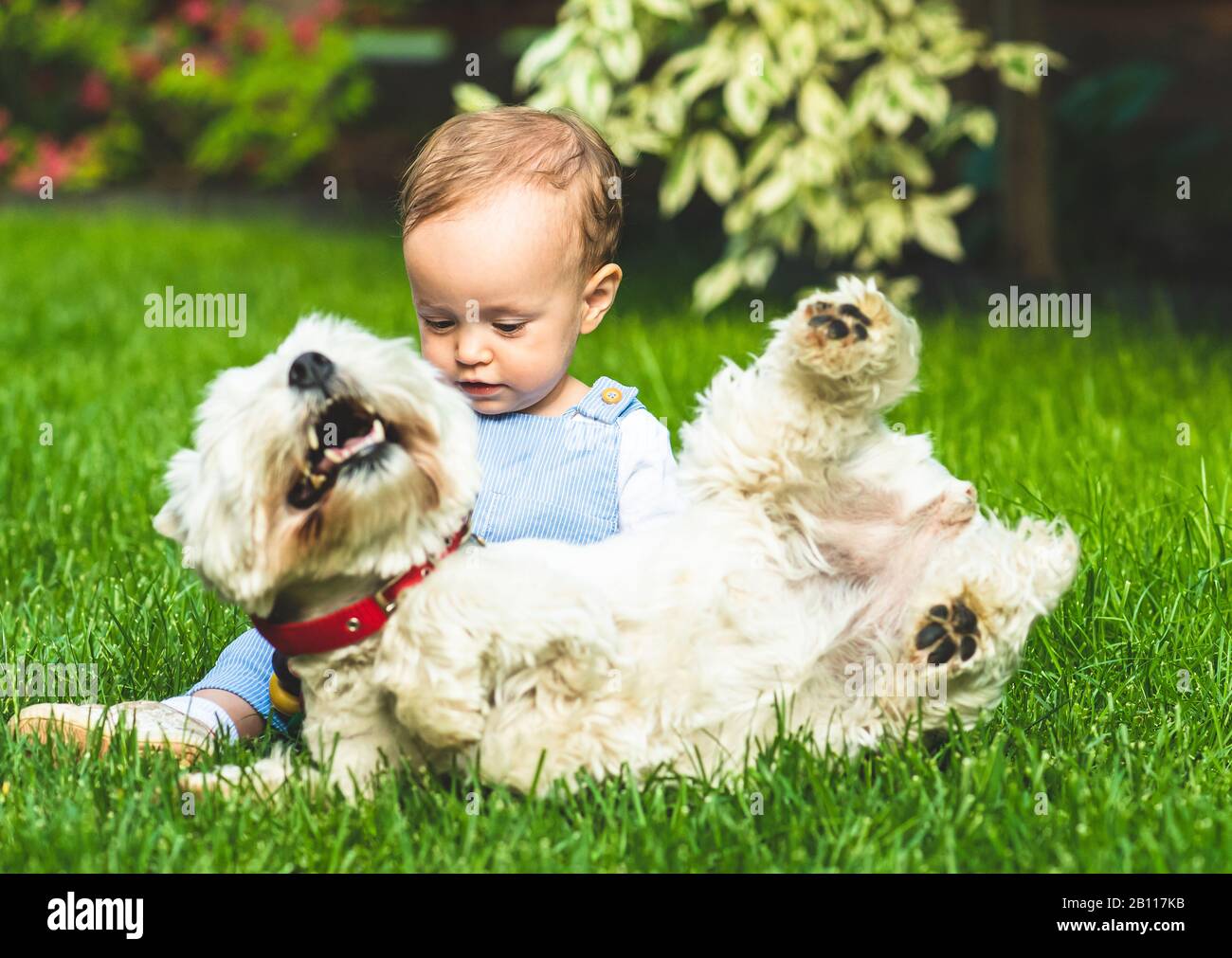 Bonne fille de bébé jouant avec le chien de famille domestique sur l'herbe verte à la pelouse arrière de cour Banque D'Images