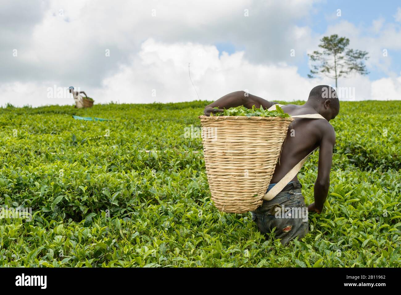 Des amateurs de thé près de fort Portal en Ouganda, en Afrique Banque D'Images