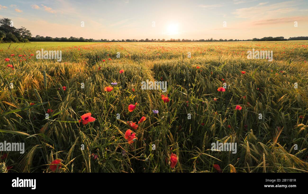 Champ de céréales avec coquelicots rétroéclairé, Lechtal, Augsbourg, Bavière, Allemagne Banque D'Images