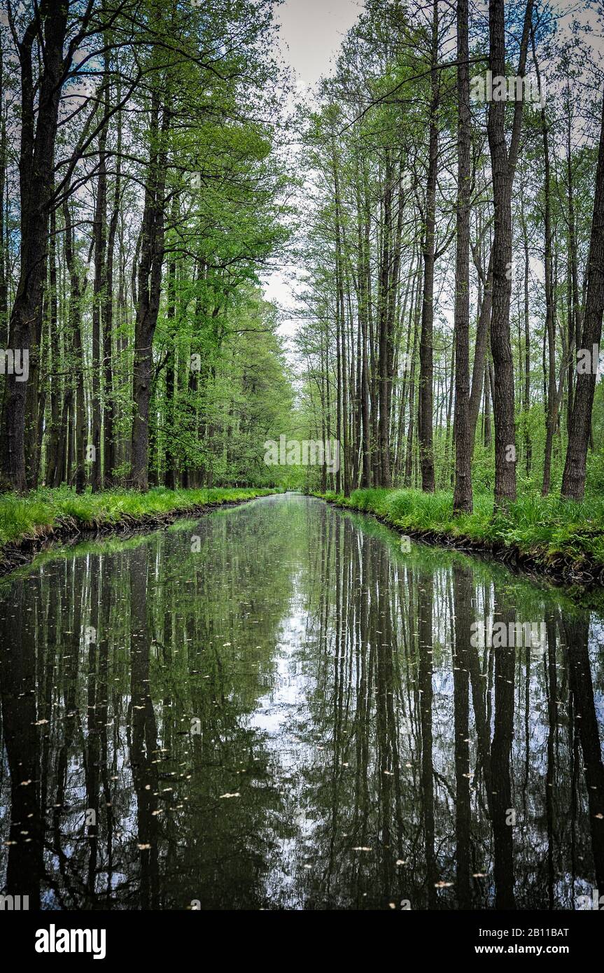 Tir symétrique d'un canal en mer avec des arbres reflétant dans l'eau dans la région allemande Spreewald Banque D'Images
