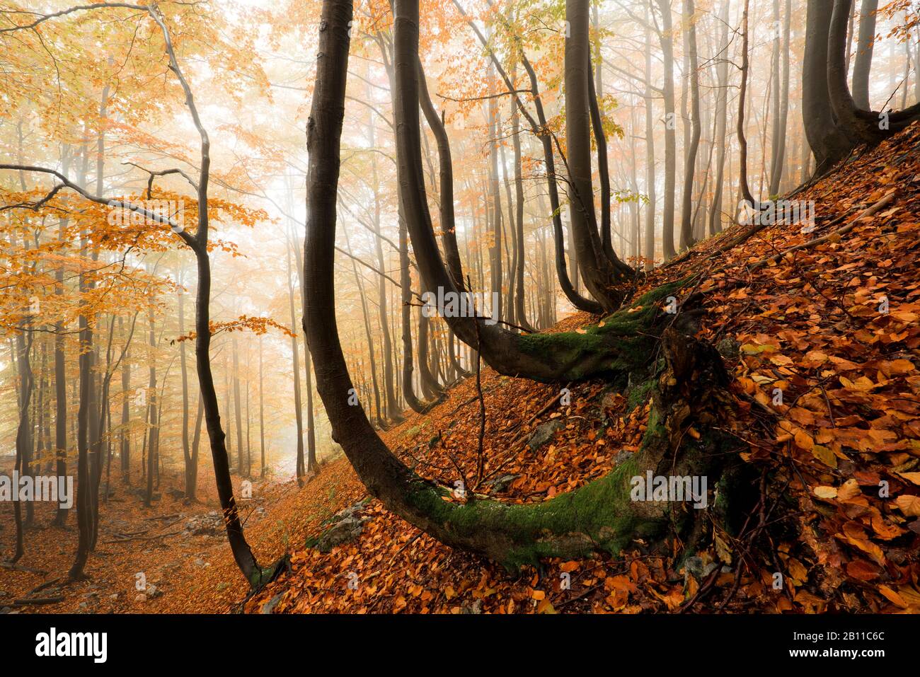 Forêt d'automne dans le petit Fatra, Mala Fatra, Carpates, Slovaquie, Europe Banque D'Images
