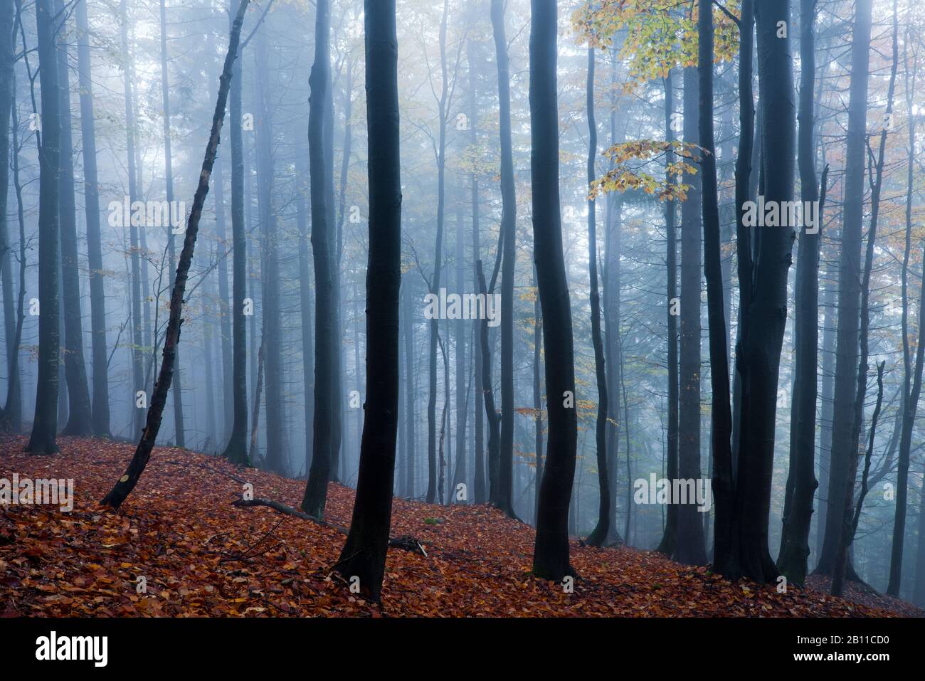 Forêt d'automne dans le petit Fatra, Mala Fatra, Carpates, Slovaquie, Europe Banque D'Images