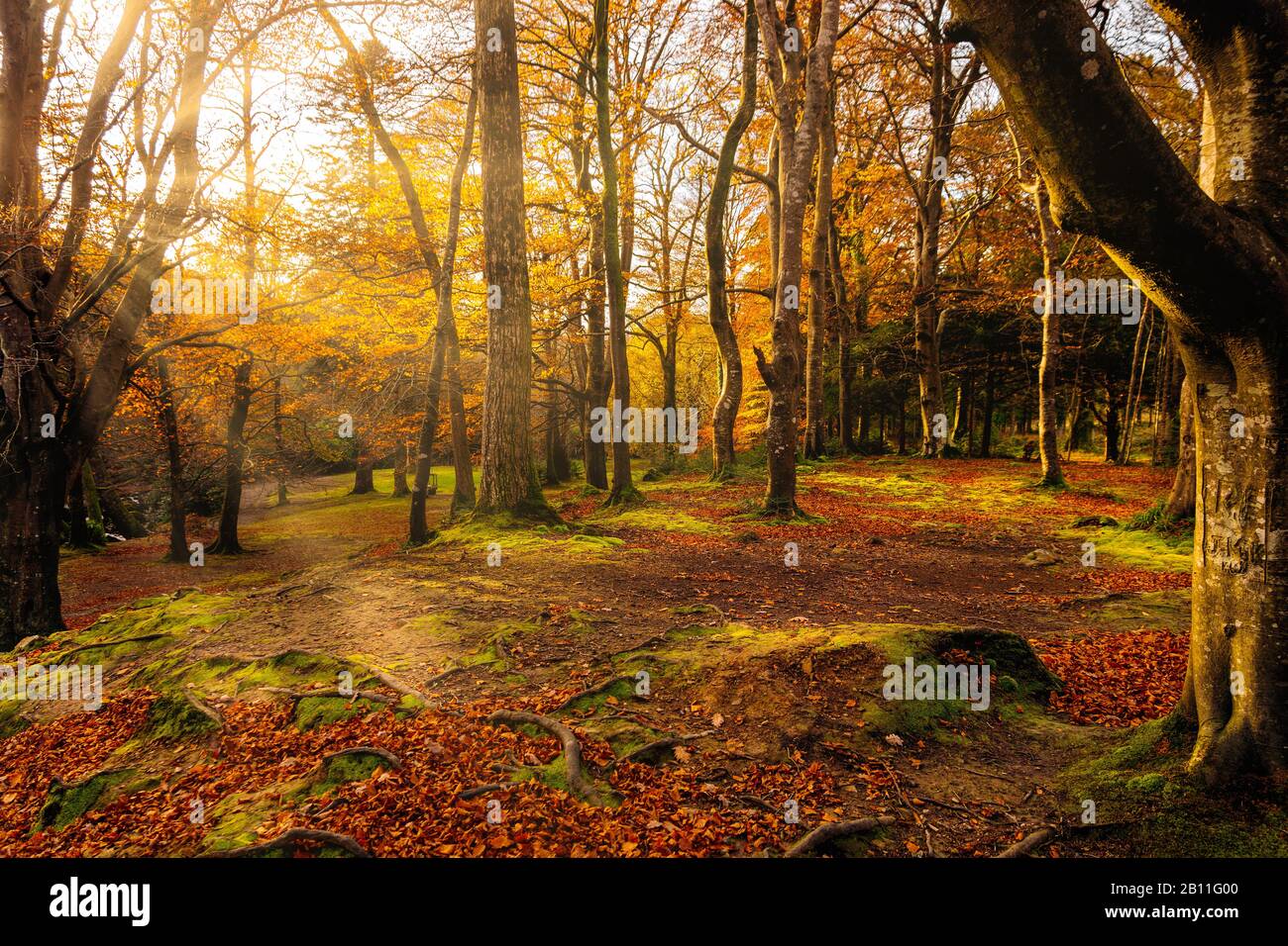 Étoile du soleil et rayons de soleil qui brillent dans les branches des arbres d'automne de couleur dorée dans le parc forestier de Tollymore. Newcastle, County Down, Irlande Du Nord Banque D'Images