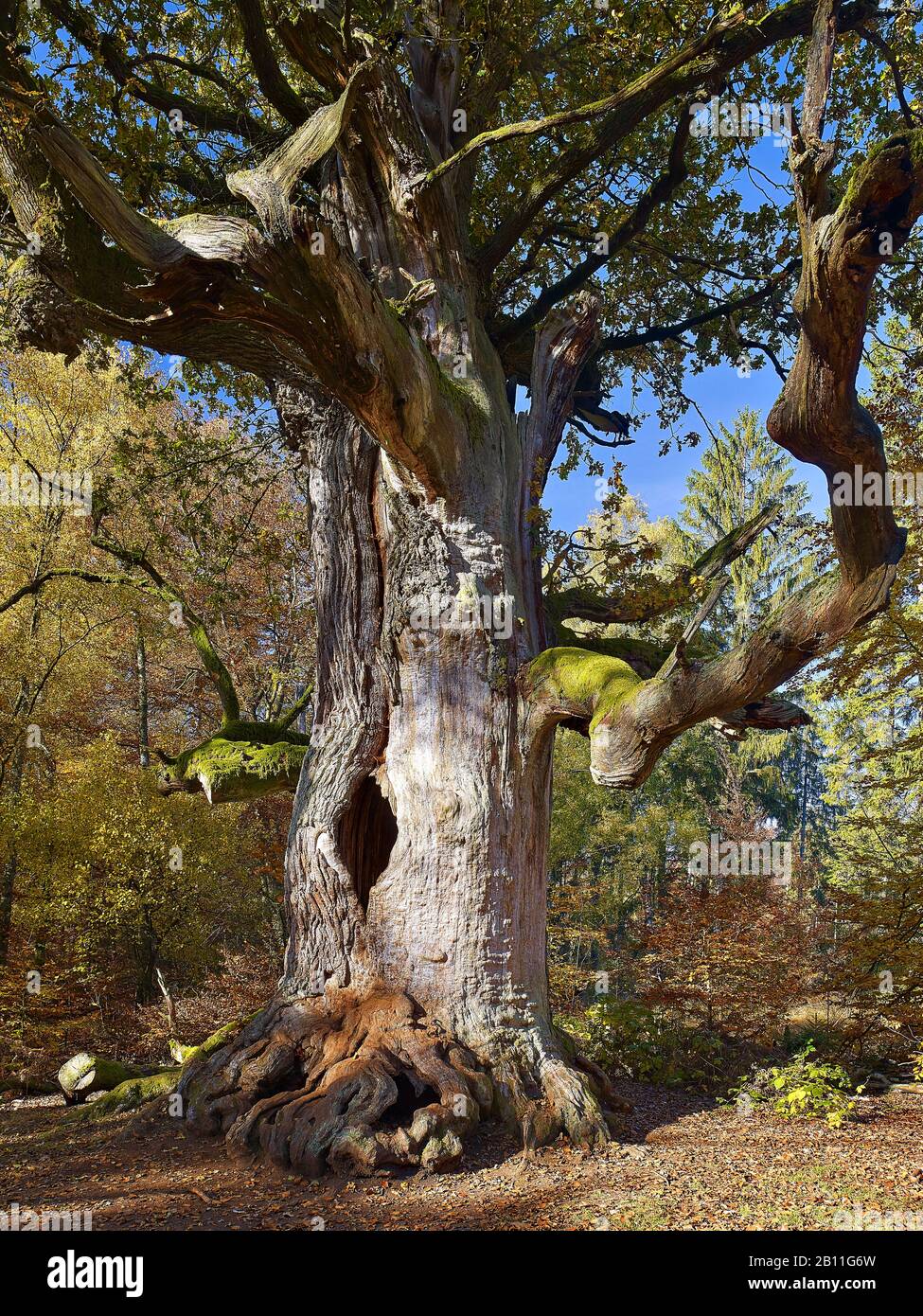 Cheminée chêne dans la réserve naturelle Urwald Sababurg, Hofgeismar, Hessen, Allemagne Banque D'Images