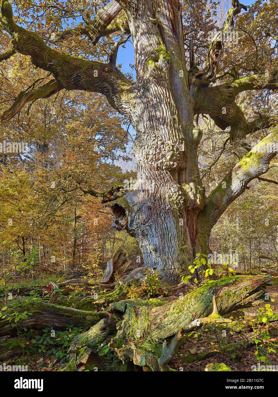 Chêne dans la réserve naturelle Urwald Sababurg, Hofgeismar, Hessen, Allemagne Banque D'Images