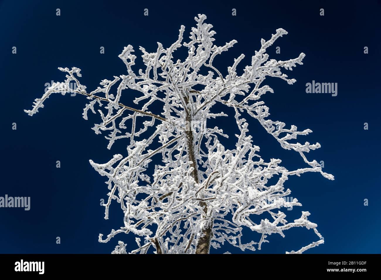 Arbre recouvert de neige et de glace dans le parc national de Harz, Saxe-Anhalt, Allemagne Banque D'Images