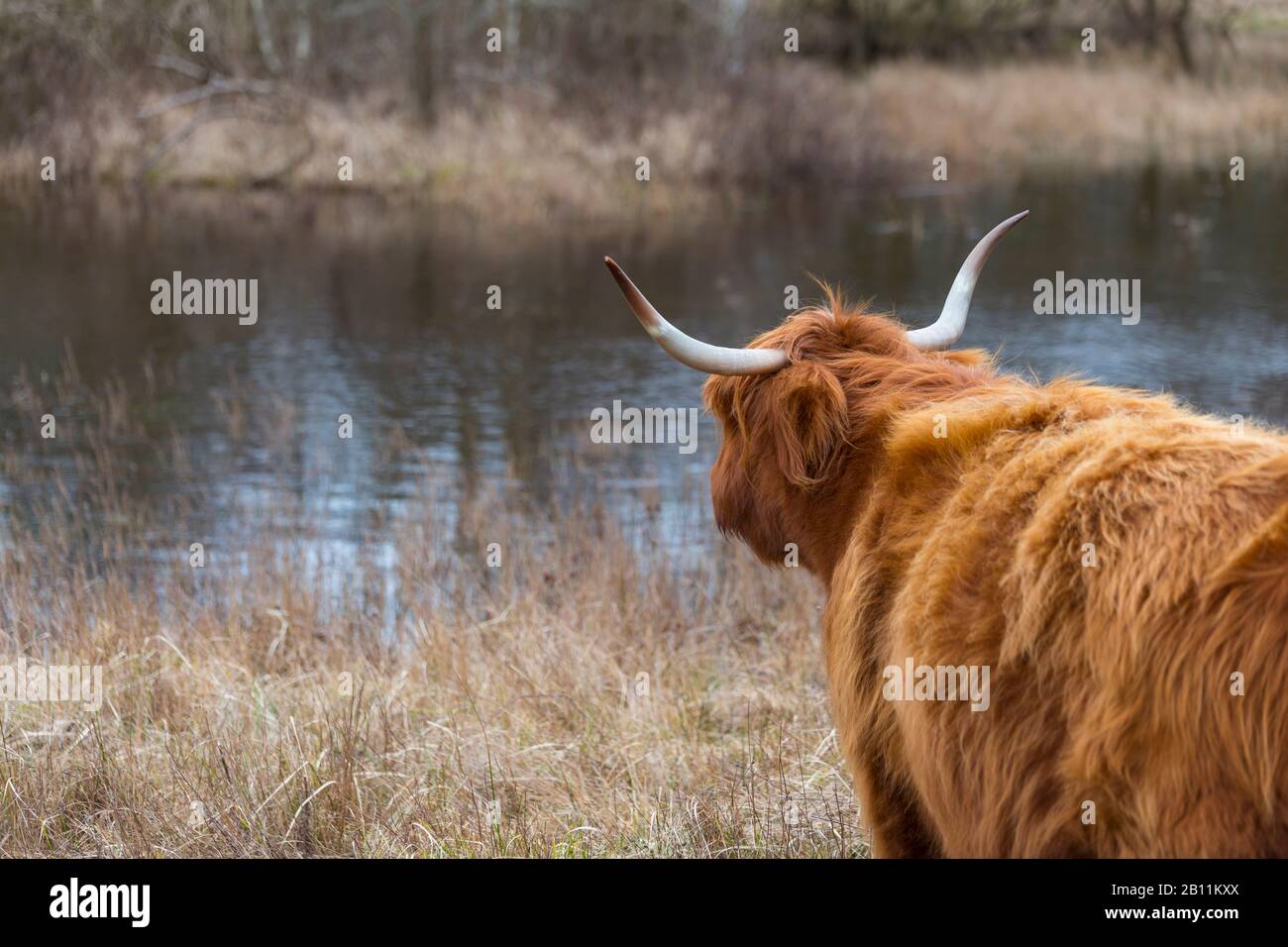 vache montagneuse galloway avec de grandes cornes dans la nature néerlandaise en regardant l'étang de l'eau dans les dunes de hollande Banque D'Images