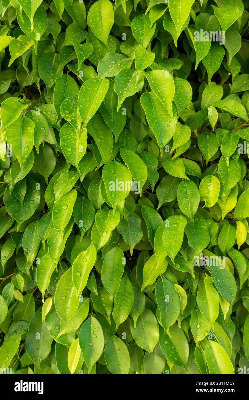 Feuilles Vertes Après La Pluie. La Rosée Fraîche Tombe Sur Les Feuilles, Gros Plan. Branches D'Arbres Avec Un Feuillage Lumineux Et Luxuriant Et Des Gouttes D'Eau. Printemps Ou Été Freshne Banque D'Images