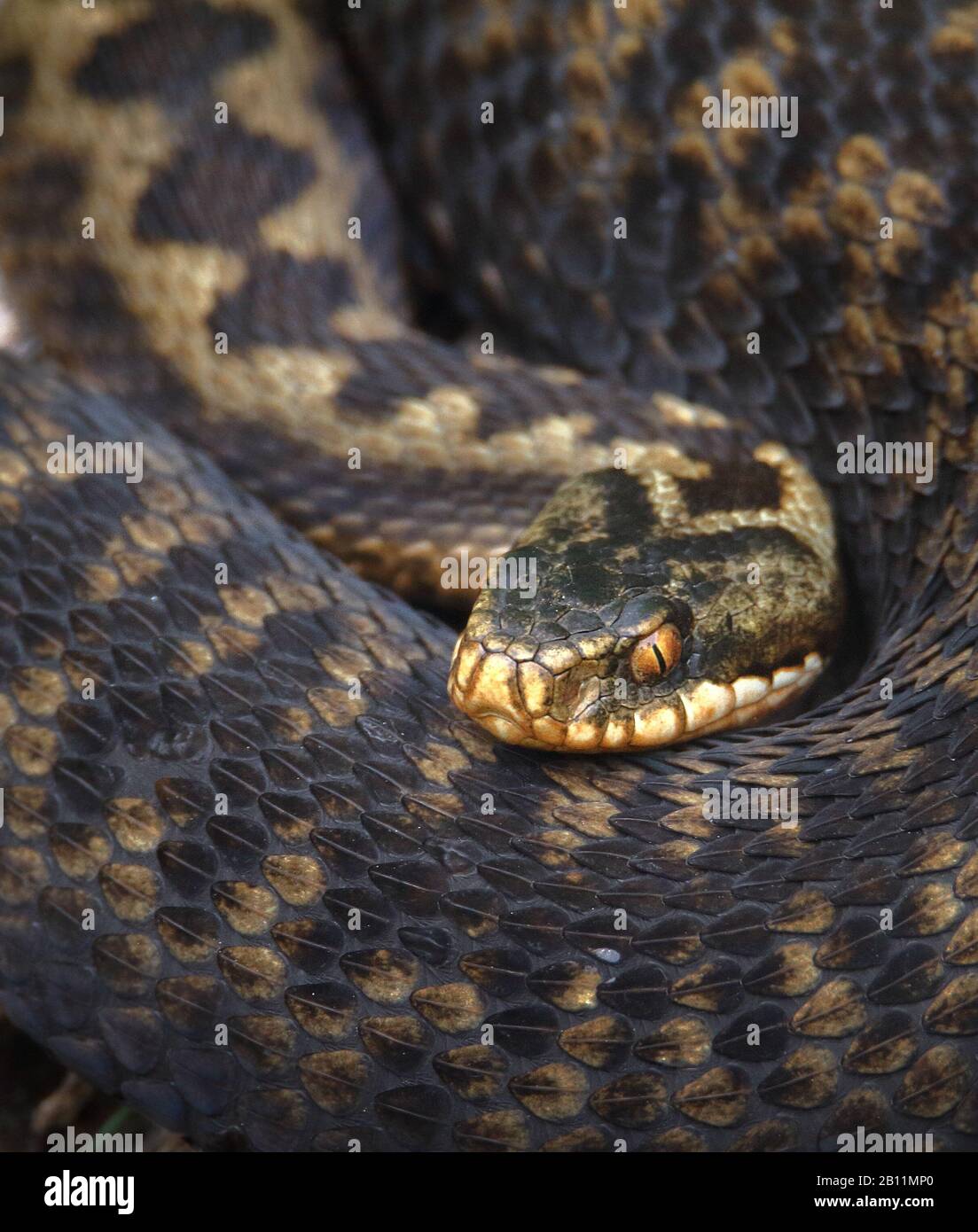 Common Adder, Vipera berus, enroulé dans le Sun. Royaume-Uni Banque D'Images