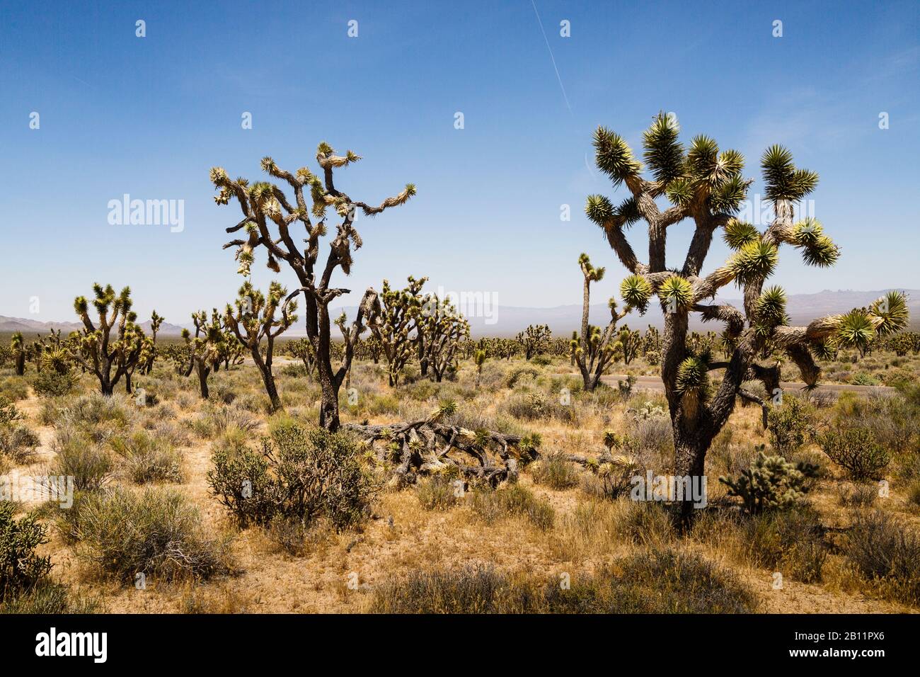 Joshua Arbres Dans Le Désert De Mojave, Réserve Nationale De Mojave, Comté De San Bernardino, Californie, États-Unis Banque D'Images