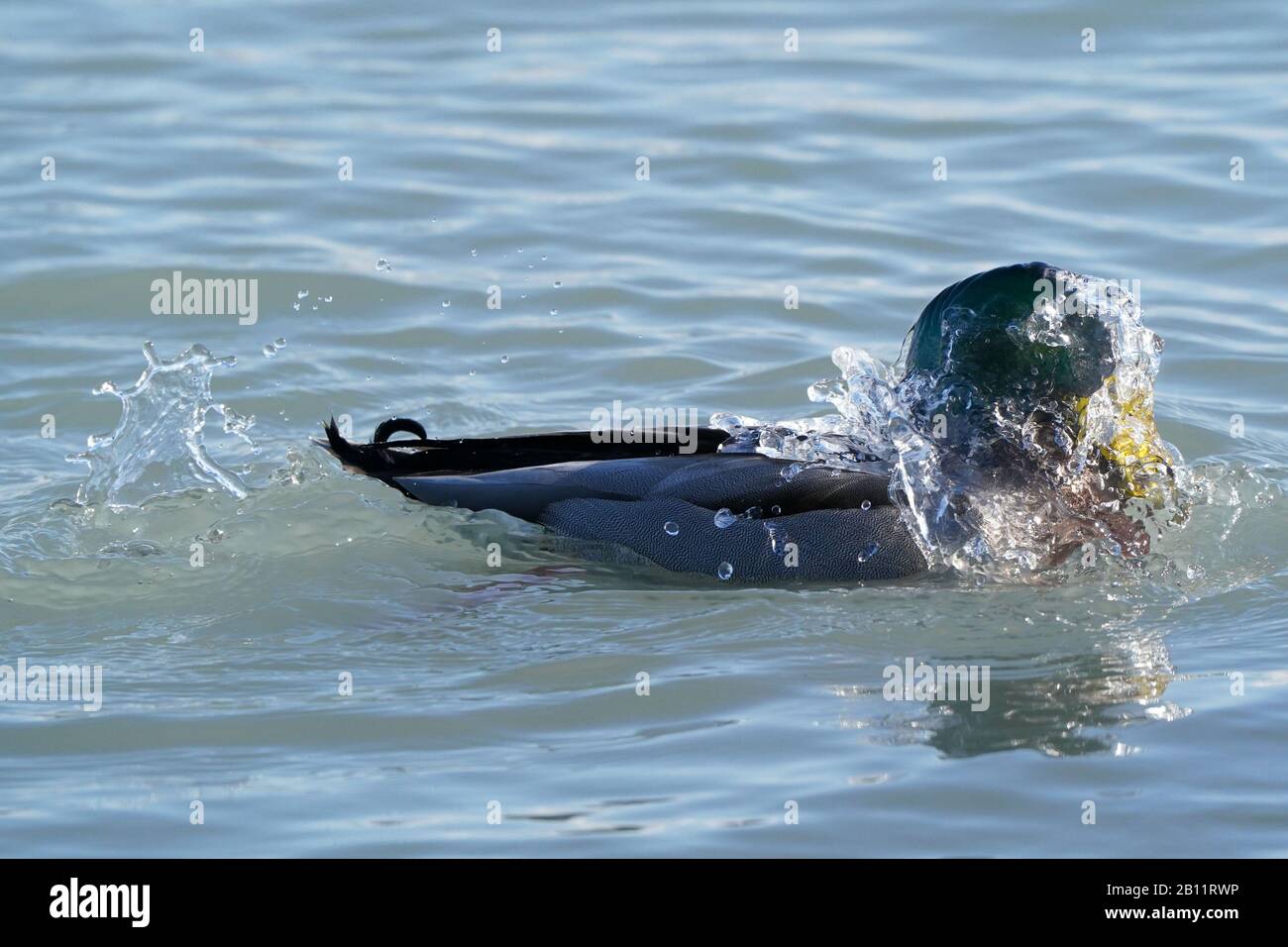 Canards colverts au lac Ontario Banque D'Images