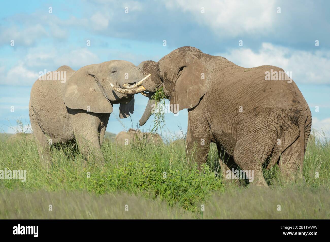 Deux éléphants d'Afrique (Loxodonta africana) taureau luttant pour la domination, parc national d'Amboseli, Kenya. Banque D'Images