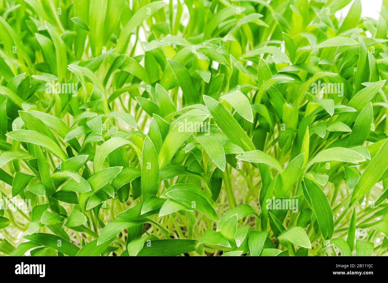 Millet brun microvert, vue avant. Pousses de Panicum miliaceum, également appelé millet proso. Pousses, semis verts, jeunes plantes et cotylédons. Banque D'Images