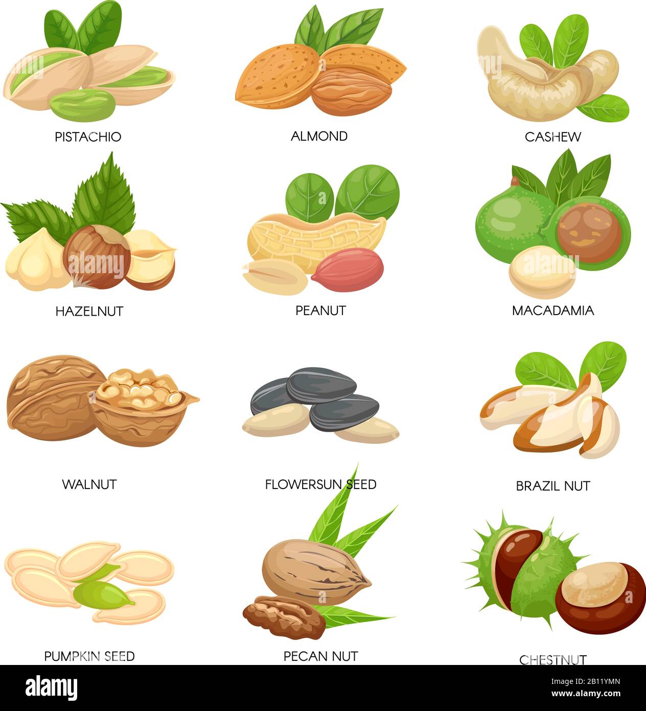 Noix et graines. Arachides brutes, noix de macadamia et en-cas de pistache. Graines de plantes, cajou saine et graines de tournesol ensemble vectoriel isolé Illustration de Vecteur