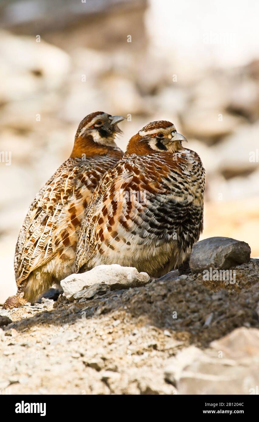 Partridge tibétain, Perdix hodgsoniae , village de Rumbak. Parc national de Hemis. Ladakh. Himalaya. Inde Banque D'Images