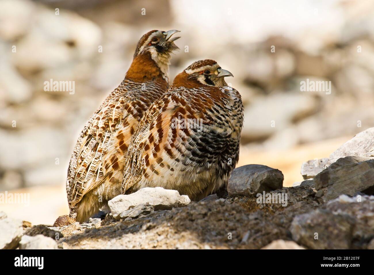 Partridge tibétain, Perdix hodgsoniae , village de Rumbak. Parc national de Hemis. Ladakh. Himalaya. Inde Banque D'Images