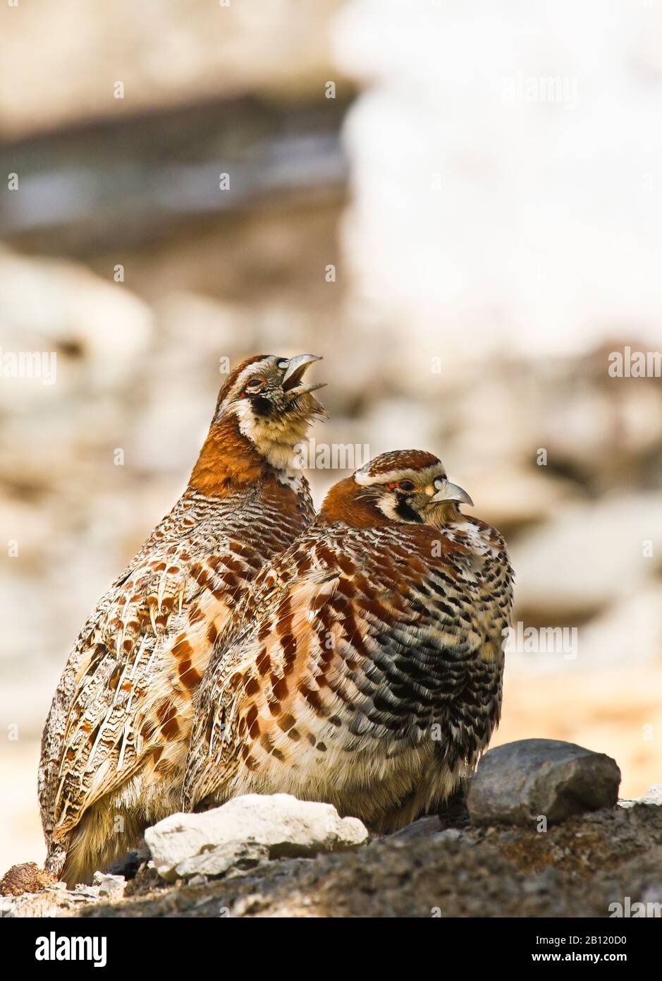 Partridge tibétain, Perdix hodgsoniae , village de Rumbak. Parc national de Hemis. Ladakh. Himalaya. Inde Banque D'Images