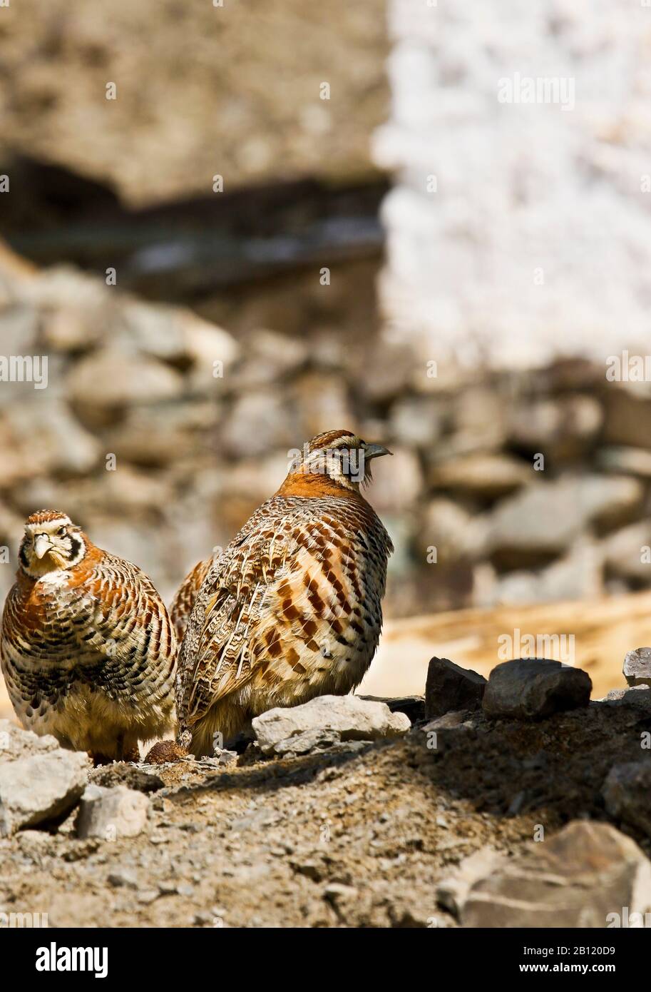 Partridge tibétain, Perdix hodgsoniae, village de Rumbak. Parc national de Hemis. Ladakh. Himalaya. Inde. Banque D'Images