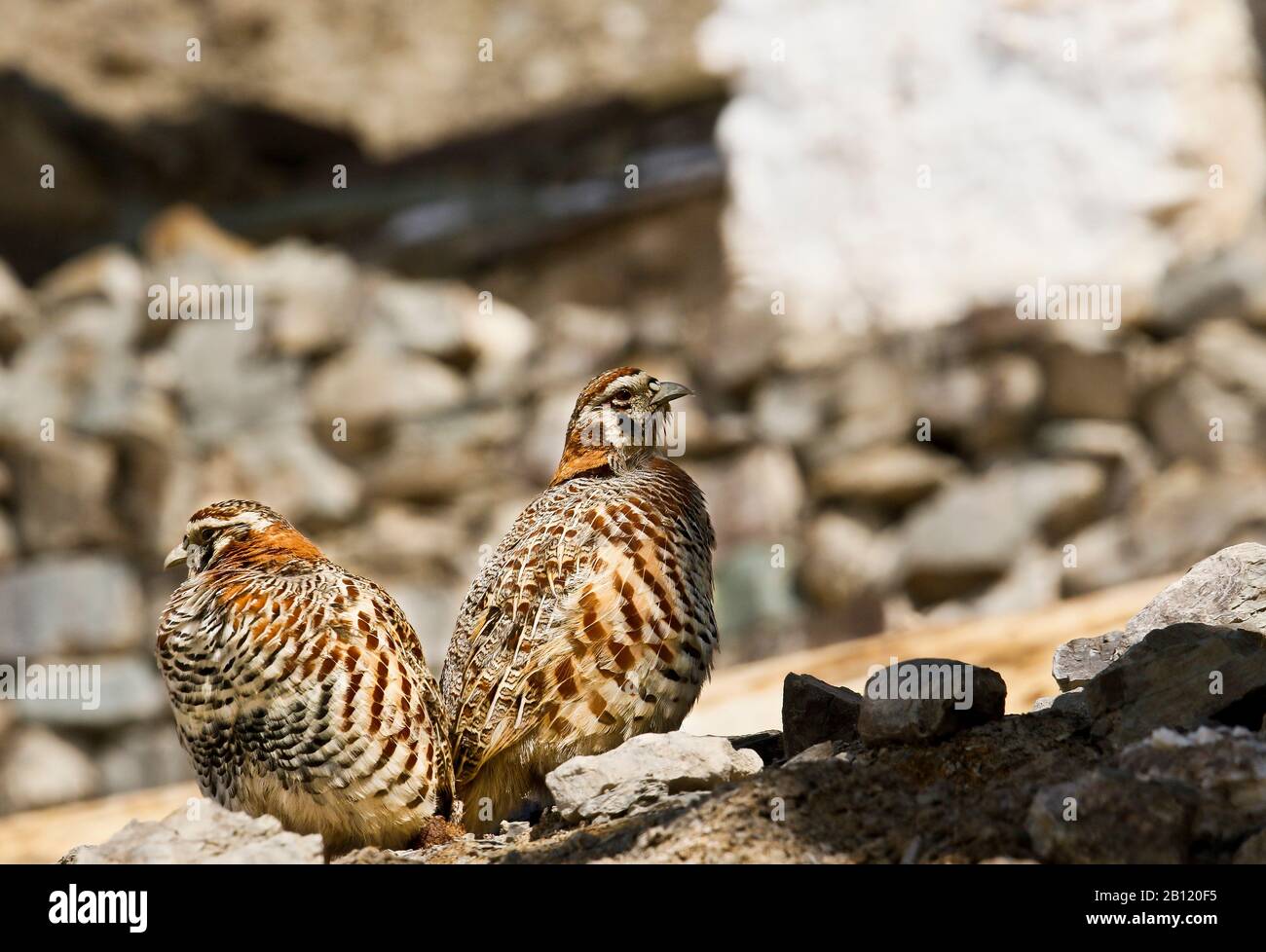 Partridge tibétain, Perdix hodgsoniae, village de Rumbak. Parc national de Hemis. Ladakh. Himalaya. Inde. Banque D'Images