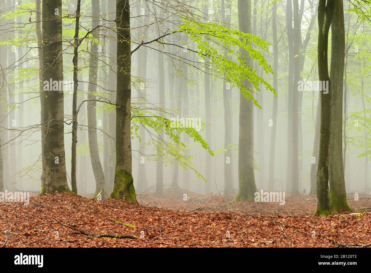 Forêt de hêtre au début du printemps, brouillard dense, Parc naturel de Kellerwald-Edersee, Hesse, Allemagne Banque D'Images