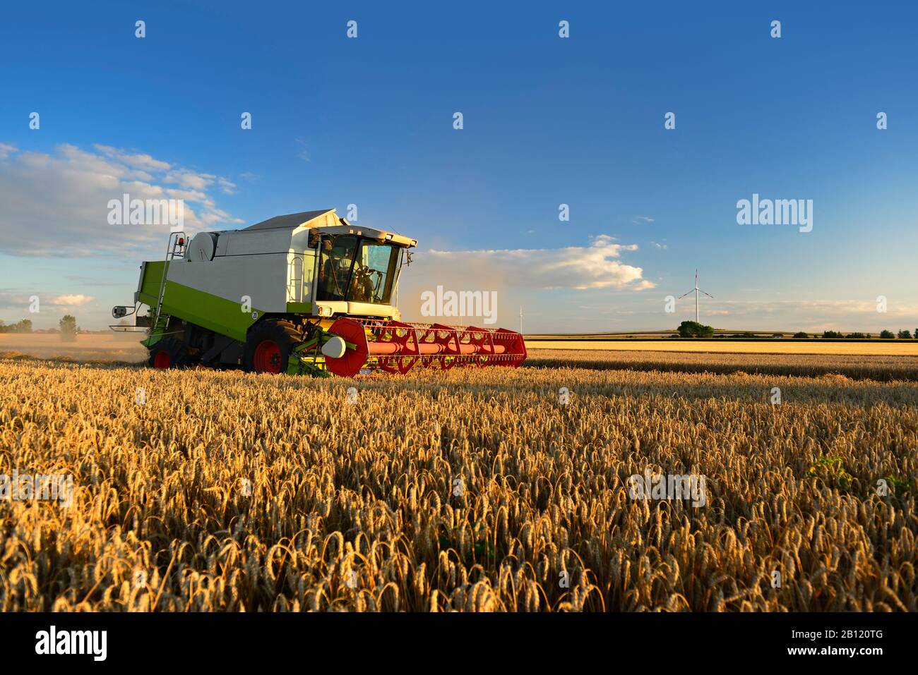 Récolte du grain, moissonneuse-batteuse dans le champ de blé, Saalekreis, Saxe-Anhalt, Allemagne Banque D'Images