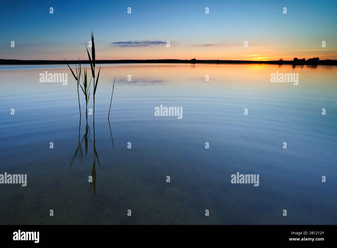 Lames de roseau dans un lac encore au coucher du soleil, district du lac Mecklembourg, Mecklembourg-Poméranie-Occidentale, Allemagne Banque D'Images