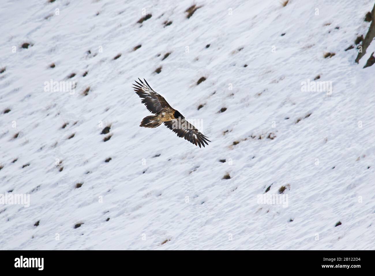 Juvénile ou inmaturité de la Vautour de barbe (Gypaetus barbatus), vallée de Rumbak. Parc national de Hemis. Ladakh, Himalaya, Inde Banque D'Images