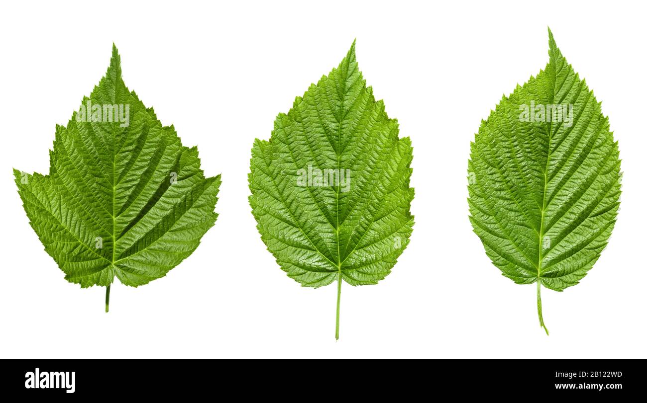 Feuilles de framboisier isolé sur fond blanc Banque D'Images